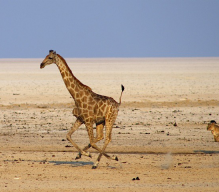 Индивидуальный тур в Намибию. Виндхук – пустыня Намиб – Свакопмунд – Дамараленд – Национальный Парк Этоша. 11 Дней. ОТ 2050 USD