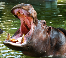 Тур в Кению 5 дней/ 4 ночи, Маршрут: Найроби, Центр Жирафов, ресторан Карнивор 1н - Озеро Накуру 1н – Заповедник Масаи Мара 2н - Найроби . Цена: от 1286 USD