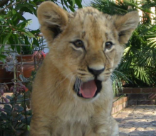 Южная Африка. Maршрут: Кейптаун (4н) – (Замбия, водопад Виктория - Чобе /Ботсвана) (3н) , 7 ночей / 8 дней, стоимость от 3035 дол