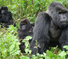 Уганда, Горные гориллы, 4 дня / 3 ночи, стоимость от 1720 USD