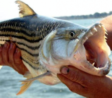 Рыбная ловля в ЮАР