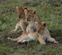 Рекламно-ознакомительный тур в Кению, 12.05.20226 - 22.05.2026, стоимость от 2360 дол, осталось 8 мест