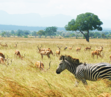 Индивидуальный тур в Танзанию: отдых на Занзибаре - сафари в национальном парке Руаха - сафари в Микуми. 11 дней. Цена: от 4254 USD