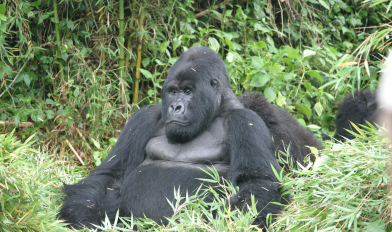  Уганда, Горные гориллы, 4 дня \ 3 ночи. Стоимость от 1720 долларов