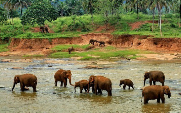 Описание: E:\Sri Lanka\питомника для слонят в Пинавеле\MYCXFcgjJ8k.jpg