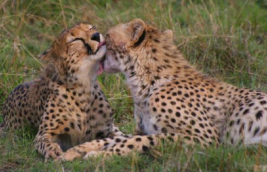 MasaiMara_Cheetah(fig-tree-camp).jpg