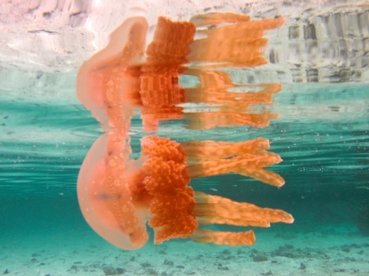 Описание: C:\Users\Inna\Documents\photo\jellyfish lake palau\CIMG3883.jpg